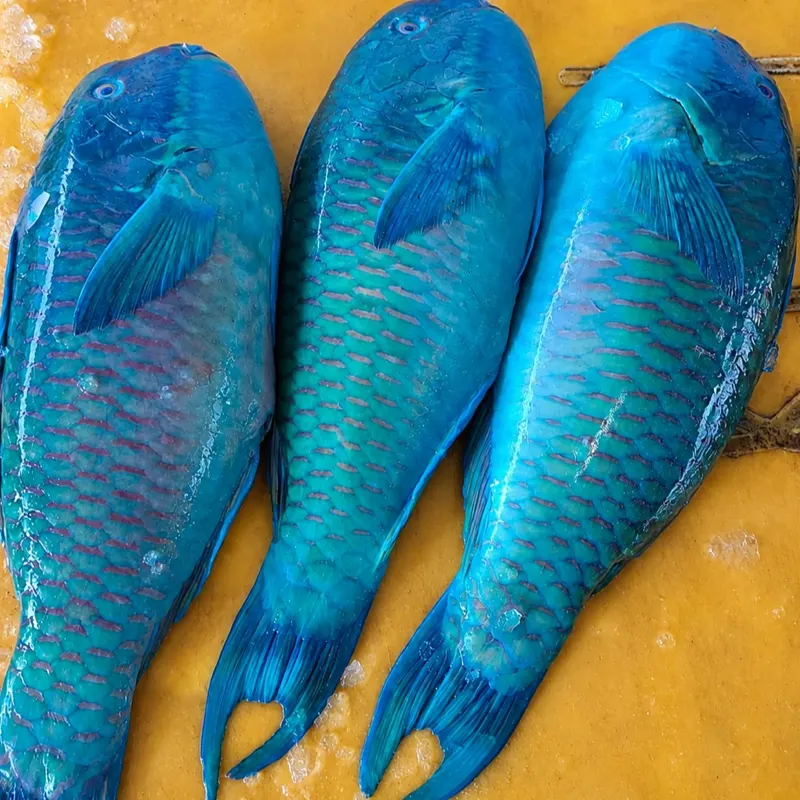 Parrot Fish